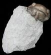 Wide, Enrolled Eldredgeops Trilobite - Ohio #55453-4